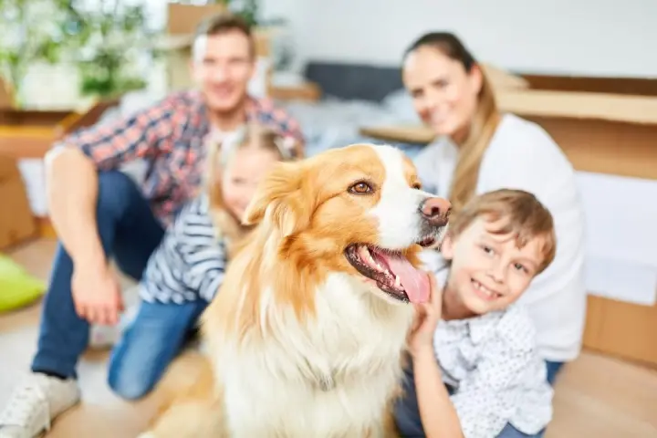 Petsafe vs PETKIT小佩：出海品牌新打法，挖掘用户被市场忽视的新需求