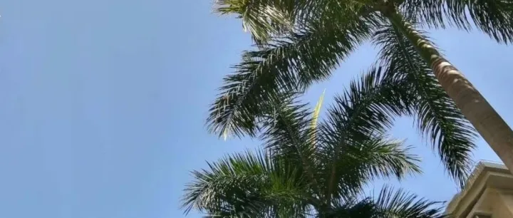 今年会有很多跨境公司倒闭吗？& 亚马逊选品案例25: 披萨铲