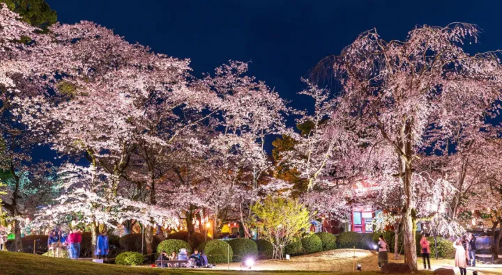 热度可比五一！2023年樱花季，日本站卖家爆单指南（建议收藏）