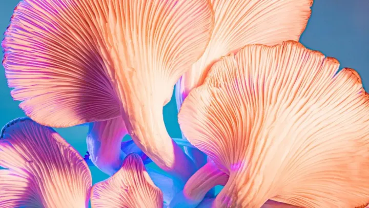 Meta Make-A-Scene：用于图像生成的人工智能！