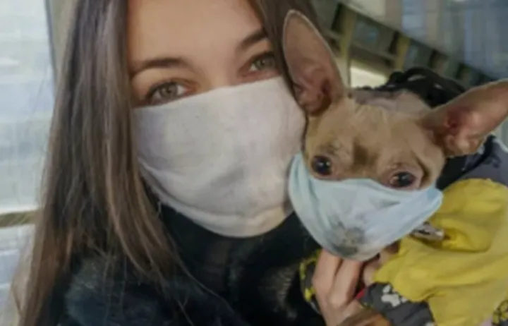 北美空气污染严重，“狗狗口罩”在TikTok热度飙升