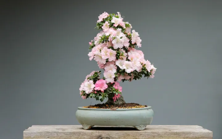 SaaS产品典型的标准化配置详解