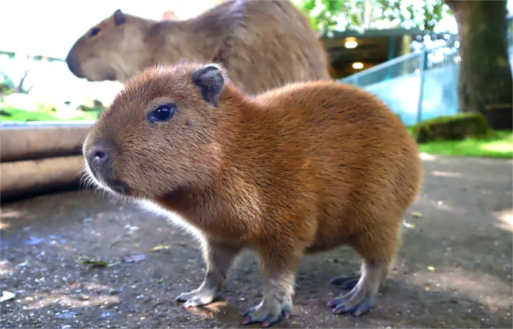萌出一脸血的憨憨水豚，又一个被TikTok带爆的毛绒玩具