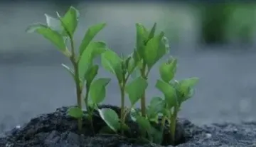 亚马逊店铺被告版权侵权怎么办？是的我被恶搞了