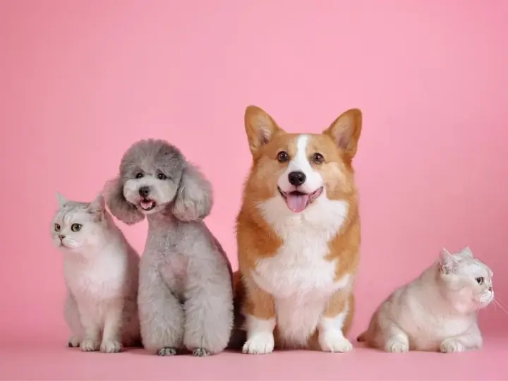 智能养宠赛道，隐藏着百亿美元商机