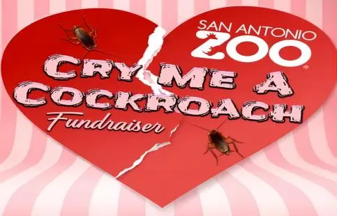 反情人节海外奇葩营销大赏，把蟑螂命名为前任？