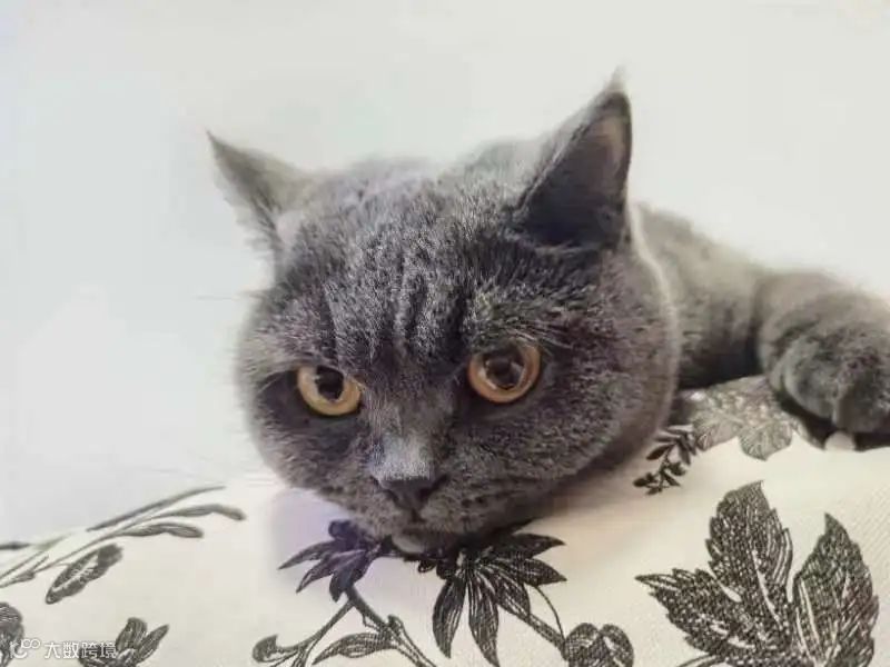 「醒图」转生海外 字节想在修图赛道复刻下一个CapCut