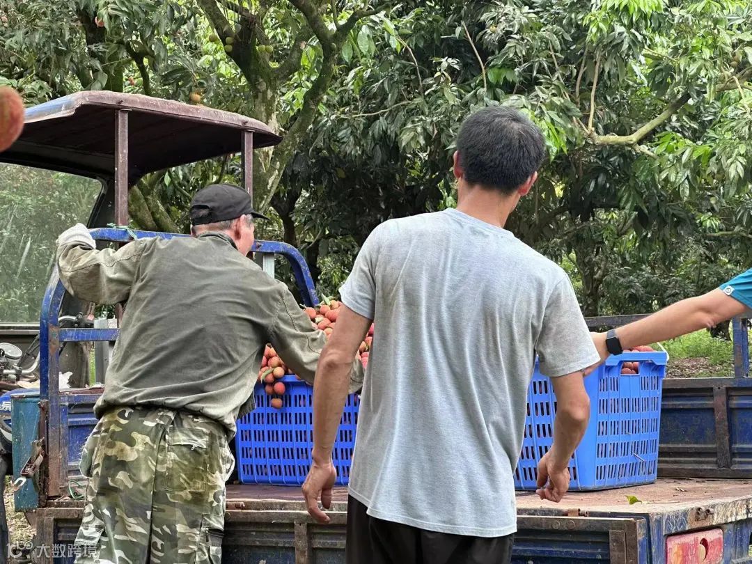 德邦掘金荔枝产业带，五大举措推动“茂荔”产业高质量发展