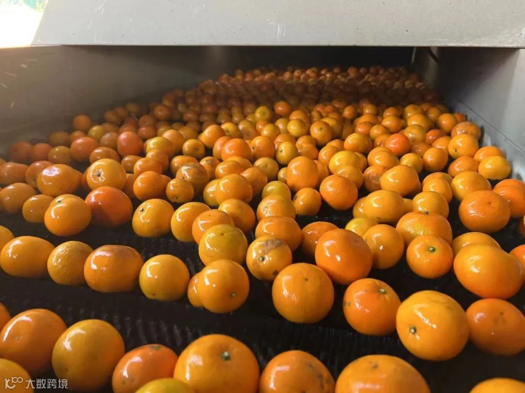 拼多多启动“农云行动”,助力100个农业产业带加速“数实融合”