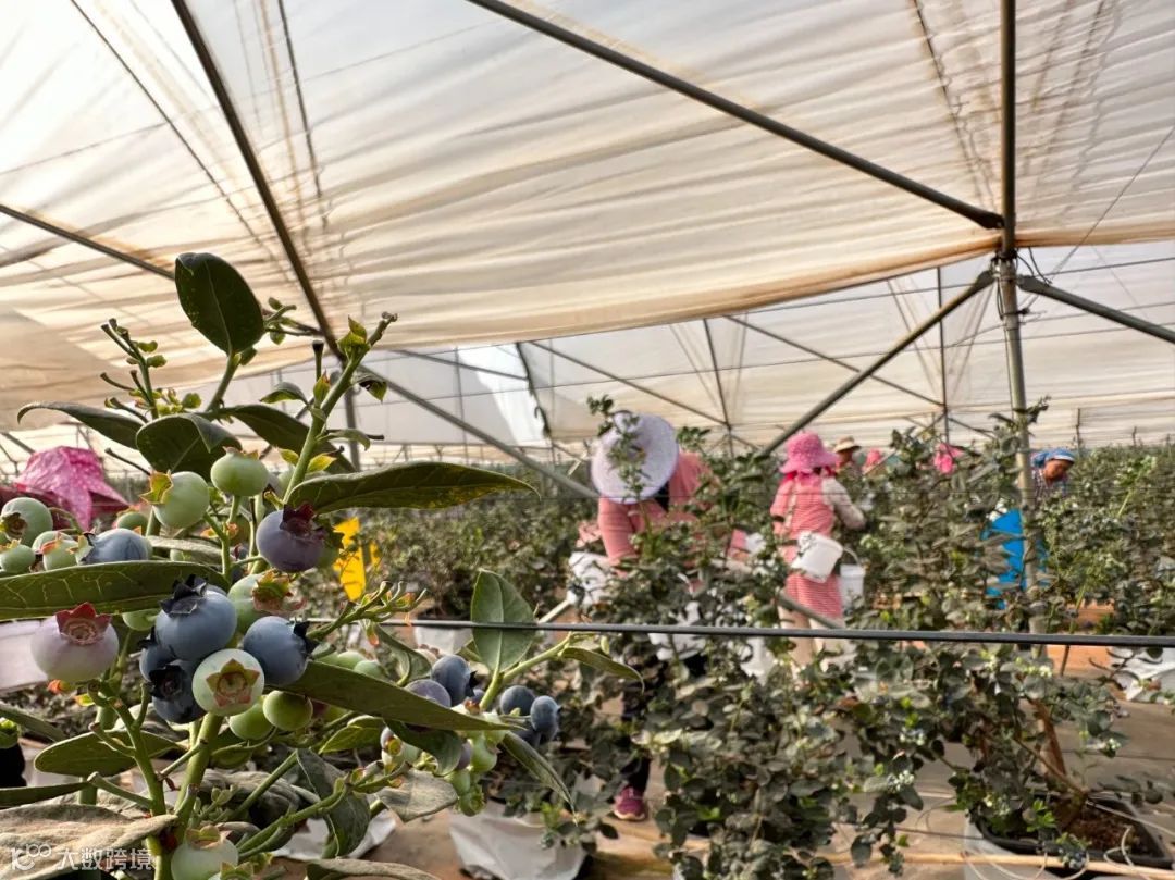 拼多多启动“农云行动”,助力100个农业产业带加速“数实融合”