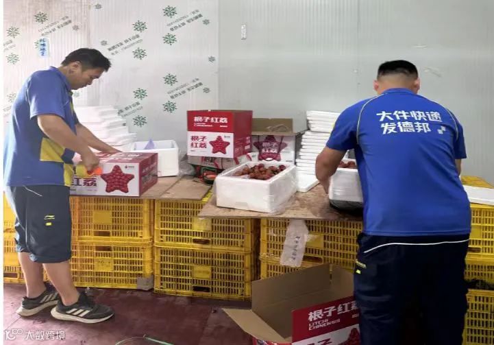 德邦掘金荔枝产业带，五大举措推动“茂荔”产业高质量发展