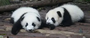 Pandabuy:出海电商创业2年利润过亿,反向海淘新风口?