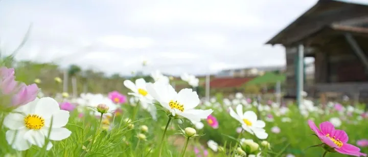 产品规划阶段如何进行市场分析