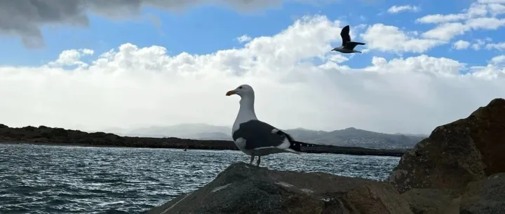 美线：下半年还有戏吗？