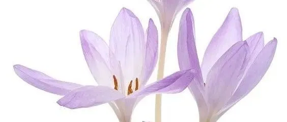 外贸公司/客户要认证怎么办？