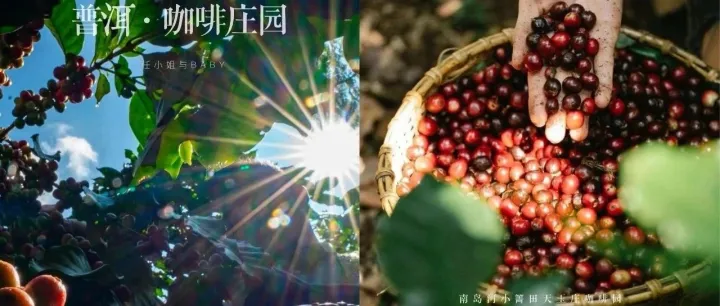 从云南小粒咖啡谈起，如何在跨境零售领域赚最多的钱？