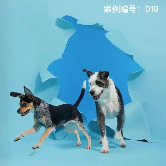 【品牌案例019】购买者与使用者不统一如何权衡？宠物市场“快决策”购买用户特点？
