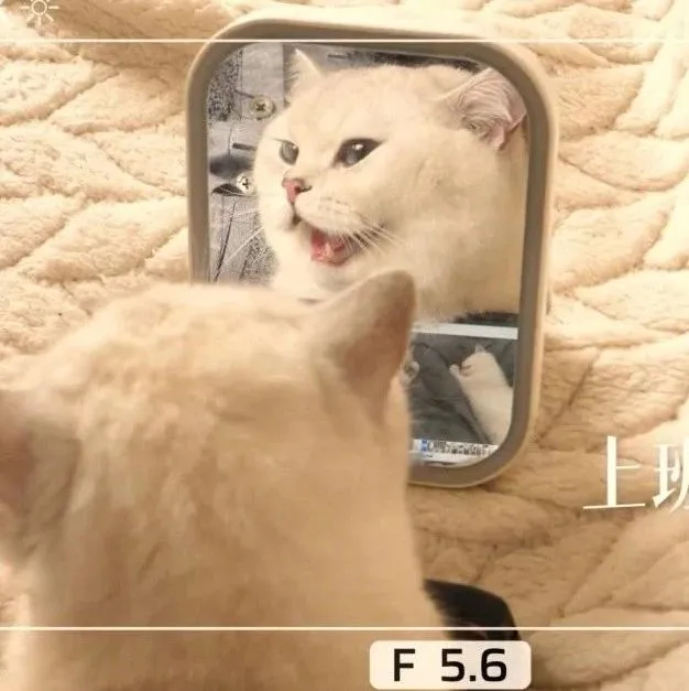 视频模板 | 一只打工猫的自我介绍