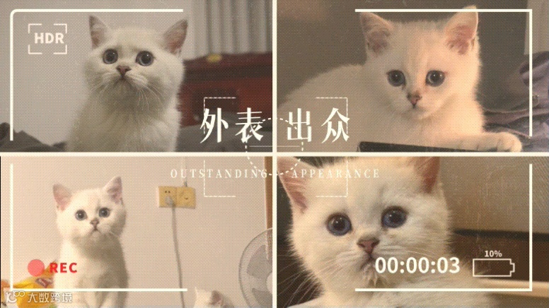 视频模板 | 一只打工猫的自我介绍