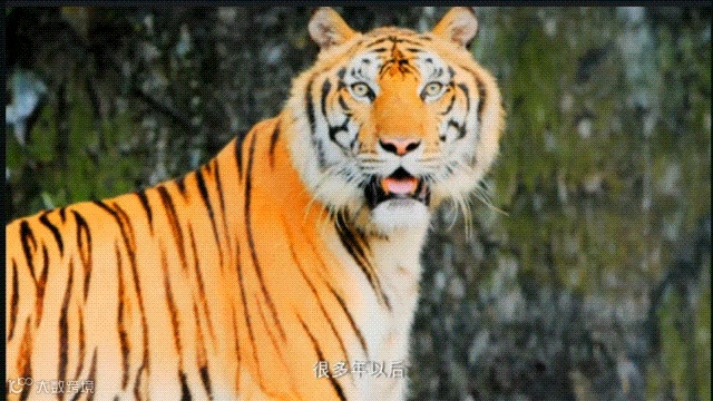 《当王家卫去了哈尔滨》