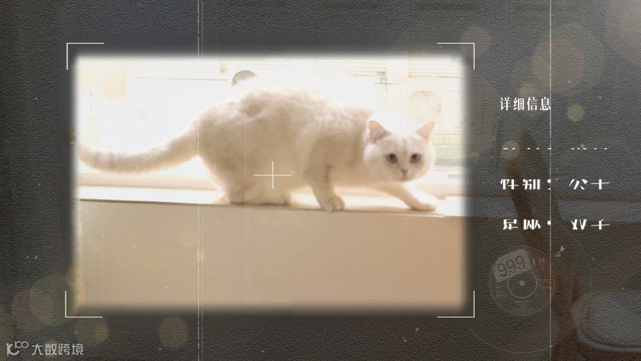 视频模板 | 一只打工猫的自我介绍