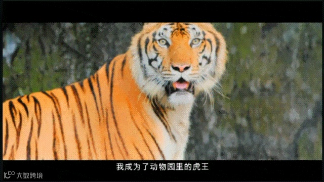 《当王家卫去了哈尔滨》