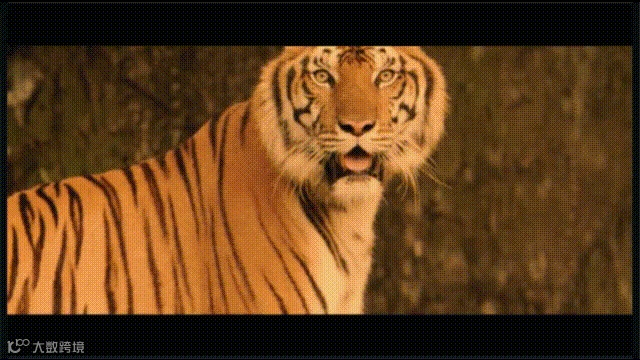 《当王家卫去了哈尔滨》