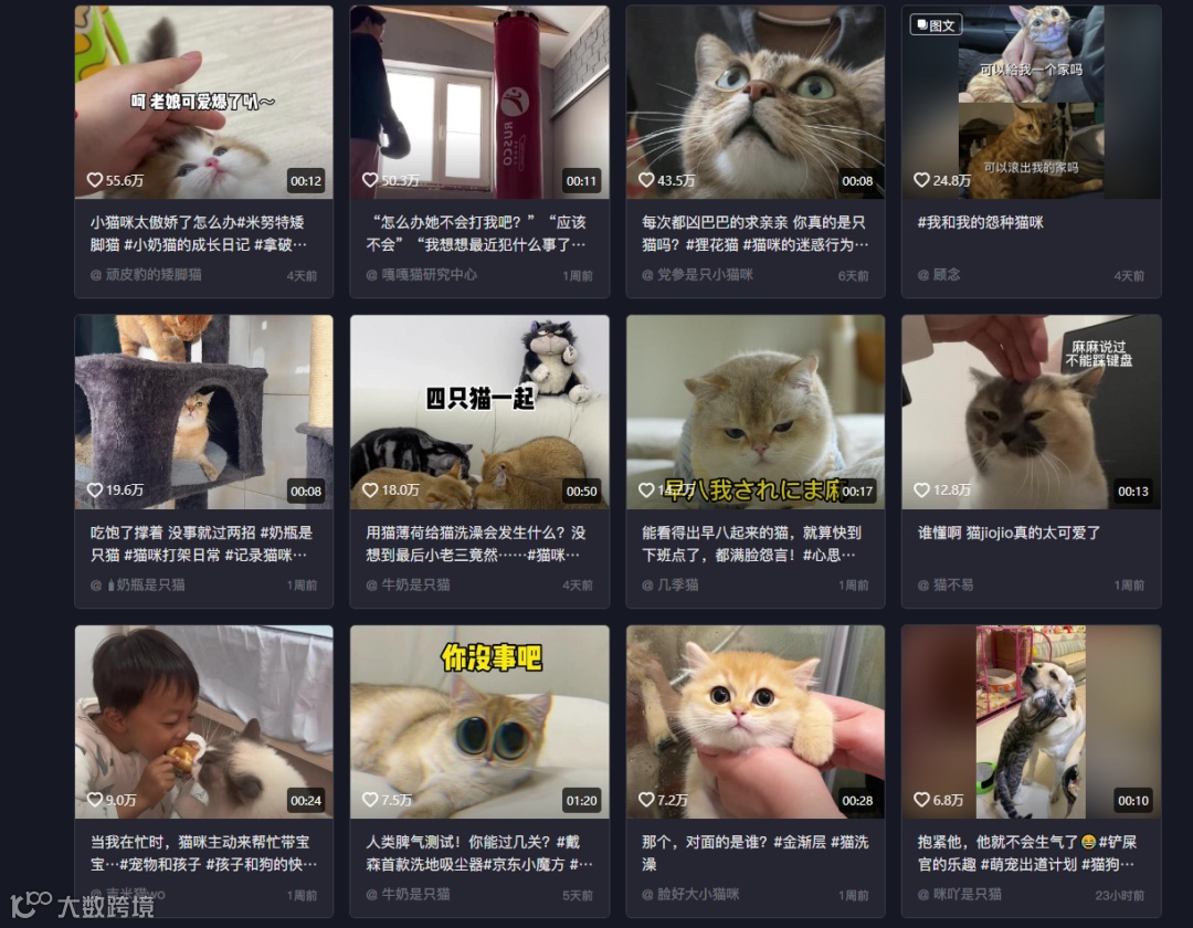 视频模板 | 一只打工猫的自我介绍