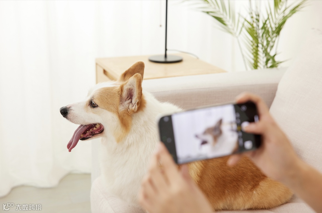 双11宠物经济爆发,商家做对了啥?