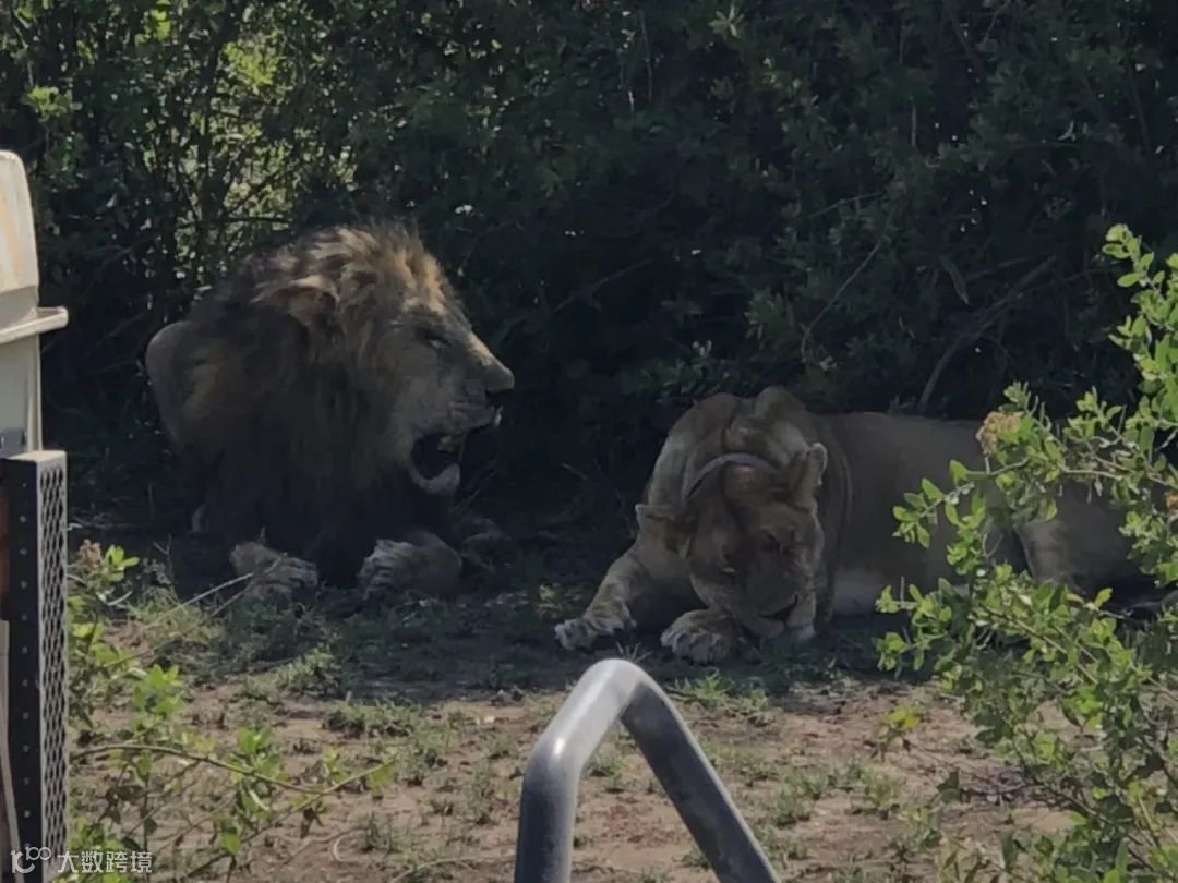 叮一口就没命、差点被非洲狮吃了…85后潮汕女孩以命相博，用一场冒险拿下大单！