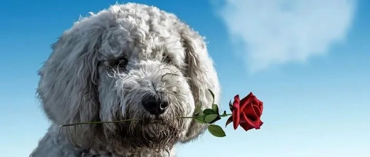 【外贸520】像谈恋爱一样开发客户,即可收获520封询盘