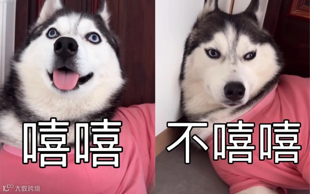 剪辑师,遇上“邪恶栀子花计划”