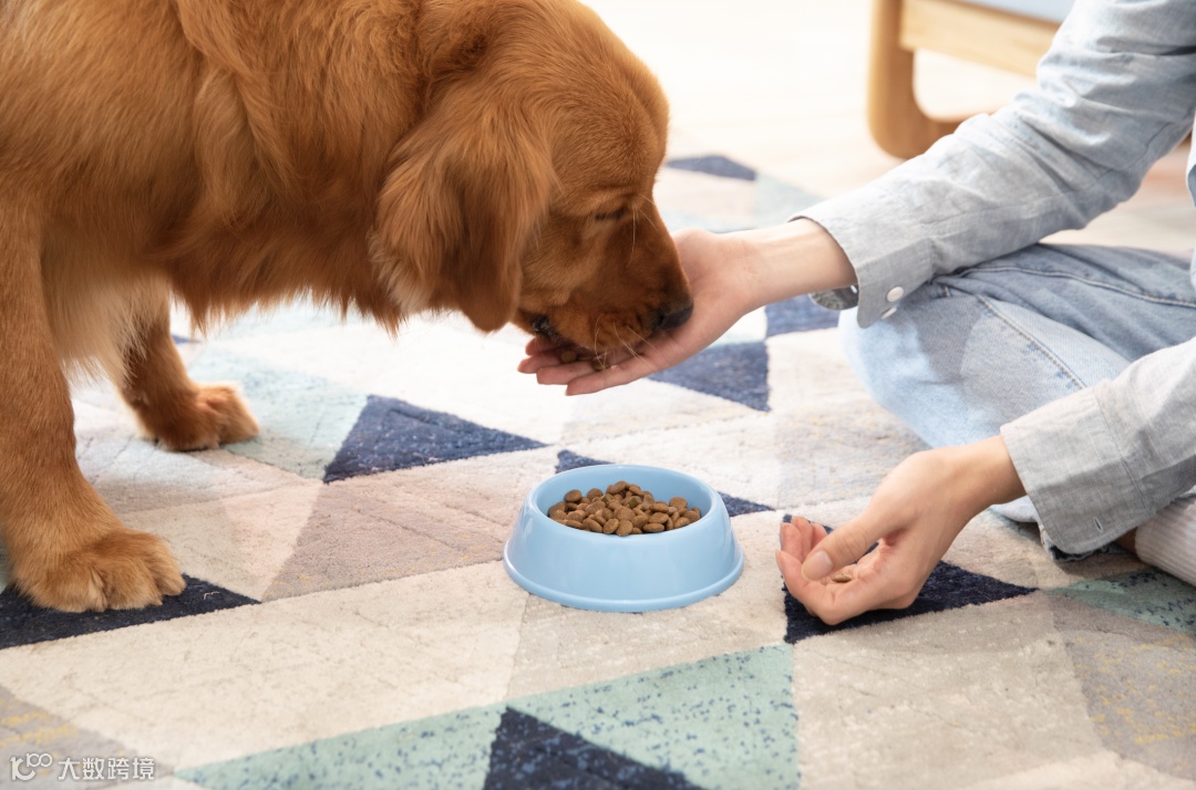 双11宠物经济爆发,商家做对了啥?