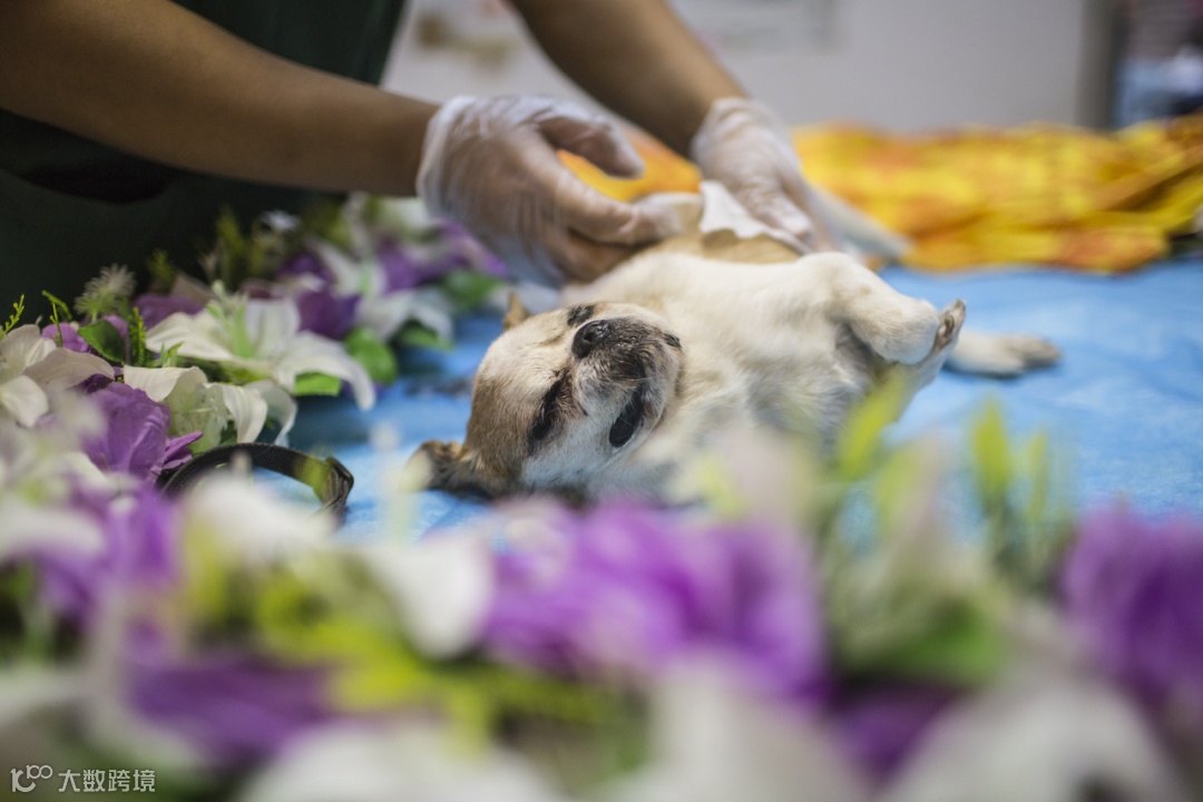 隐秘的宠物殡葬，猫猫狗狗们的死亡价码