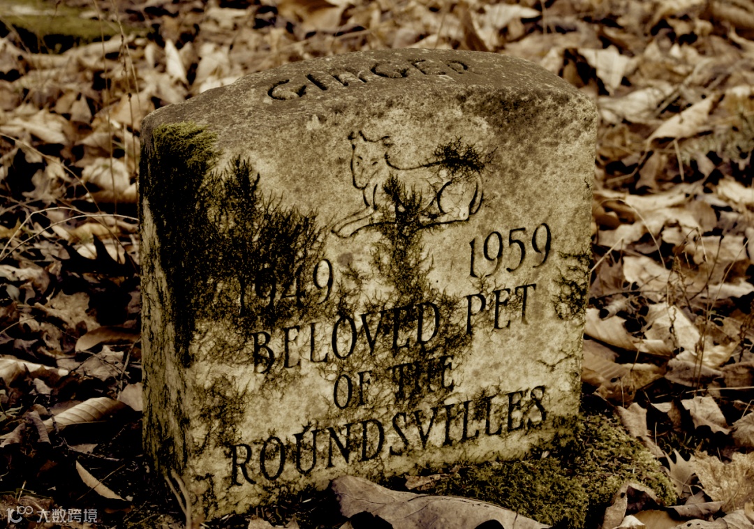 隐秘的宠物殡葬，猫猫狗狗们的死亡价码