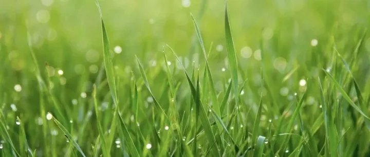 「种草营销」视角下，重读小红书