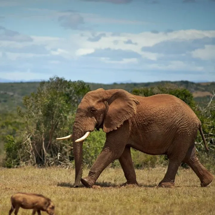 腾讯阿里你学不会：中小企业想战投独角兽？有钱也不行