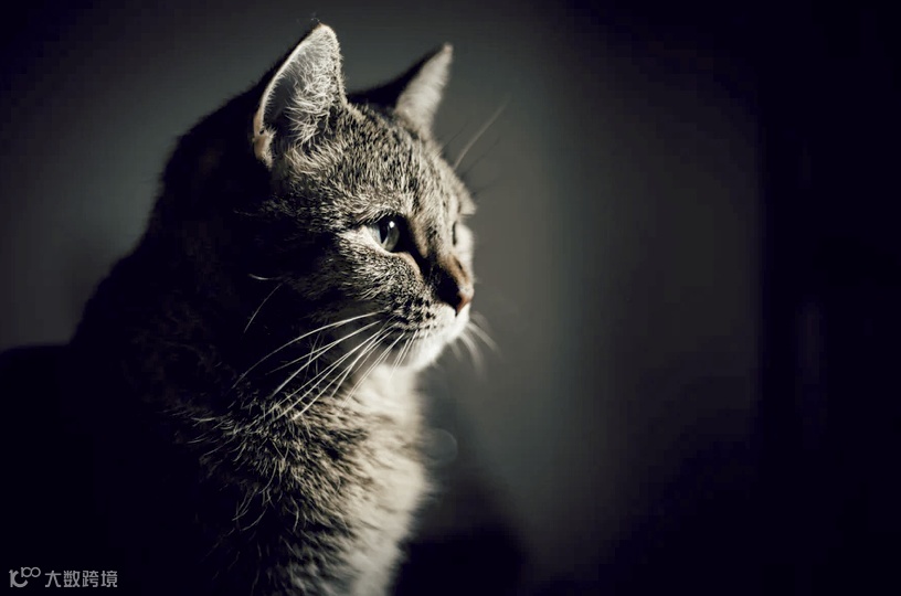 隐秘的宠物殡葬，猫猫狗狗们的死亡价码