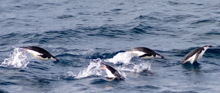 复盘腾讯出海之路，WeChat只是企鹅海外帝国一角