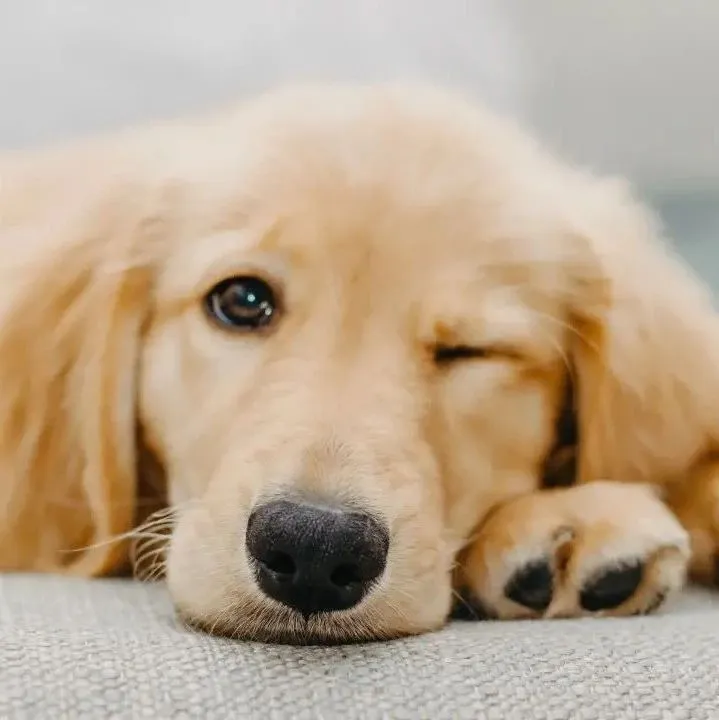 宠物概念股遇冷：光热闹不挣钱