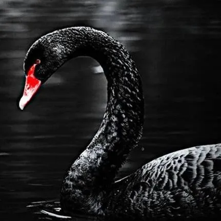 如何把握“黑天鹅”带来的机会？