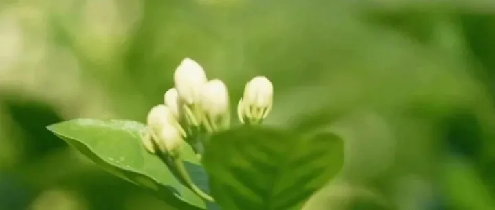 帮茉莉花农赚更多，农夫山泉如何让「助农」可持续？