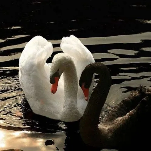 领英x深响 | 百位行业人探讨：疫情下有哪些新经济的反脆弱式机会？