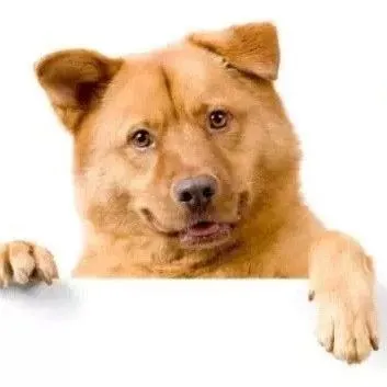 猫奴狗奴的钱这么好赚？2000亿蓝海，宠物市场大揭秘｜万字研究