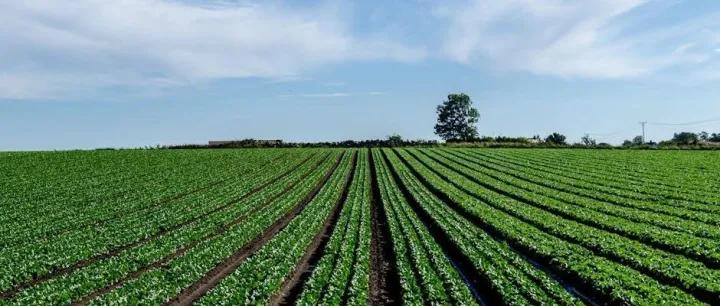 2024年5月中国农产品供需形势分析