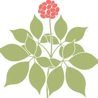 一篇文章讲清楚中药材进口