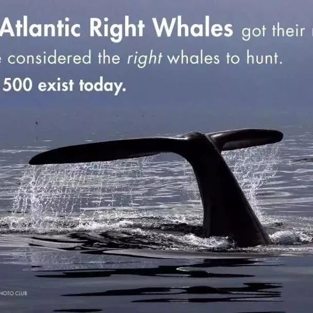 海里也是有限速的！这家船公司就因为超速被罚款了！