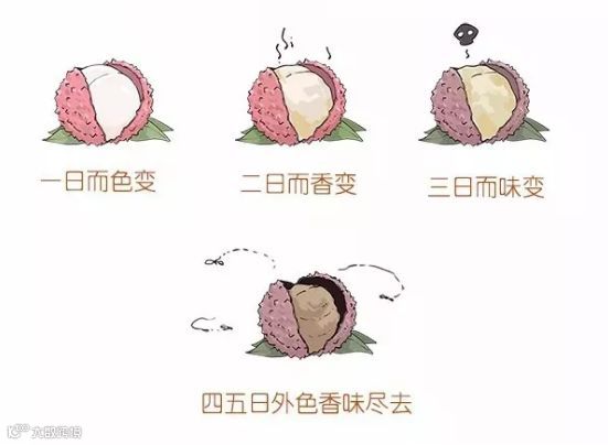 收藏丨荔枝出口需要注意些什么,海关来告诉你!