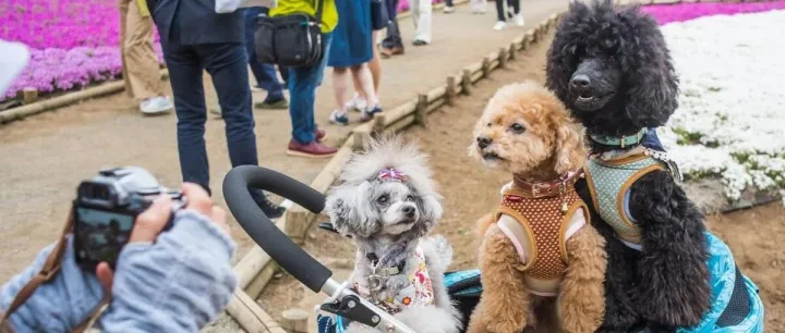 日本宠物市场洞察分析