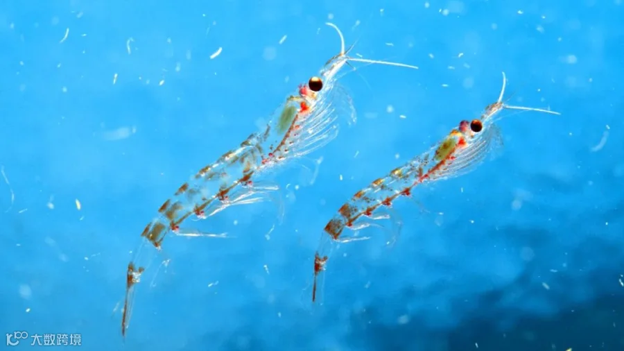 复合增速79%，“海上金矿”磷虾油如何撬动千亿健康市场？